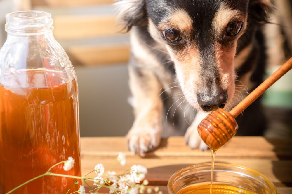素材_犬
