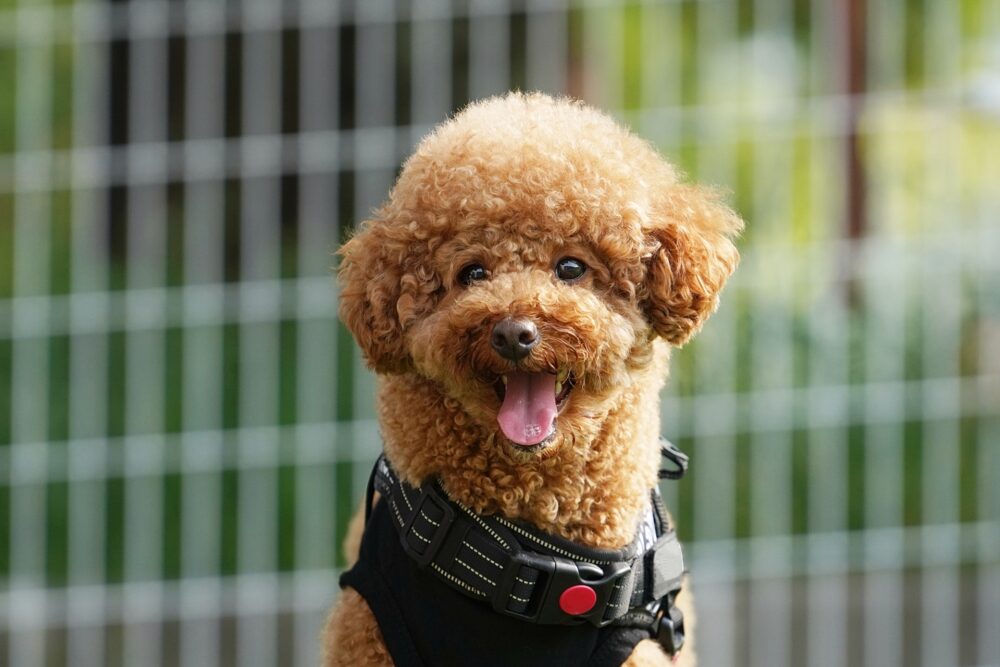 素材_犬