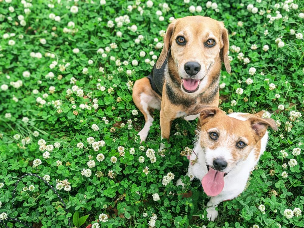 素材_犬